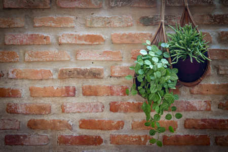 wall decoration with hanging treesの写真素材