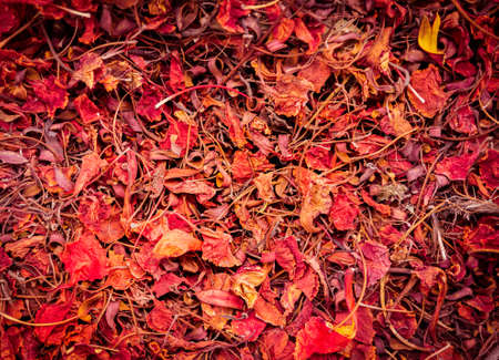Background of colorful autumn leaves on forest floorの写真素材