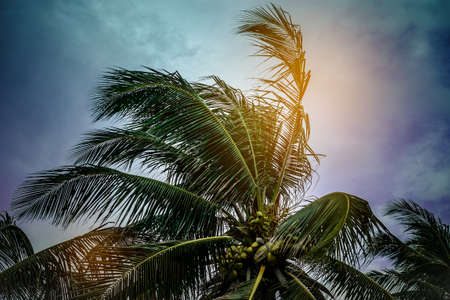 Coconut tree on blue skyの写真素材