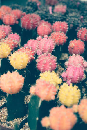 colorful flowers cactus in the small earth ware pot. with vintage filterの写真素材