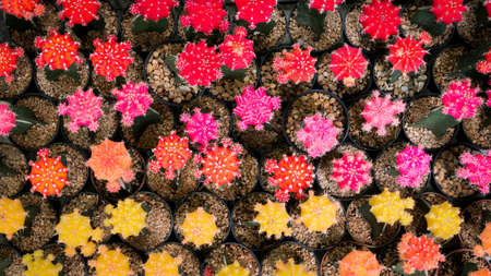 colorful flowers cactus in the small earth ware pot.の写真素材