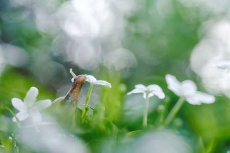 snail on fresh leaf in the morning. burgundy snail (Helix, escargot) with leaf and bokeh in a natural environment. wallpaper, backgroundの写真素材