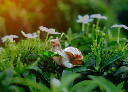 snail on fresh leaf in the morning. burgundy snail (Helix, escargot) with leaf in a natural environmentの写真素材
