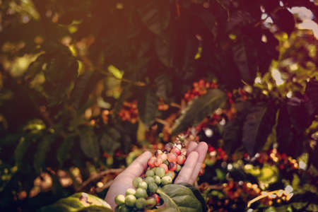 arabica coffee berries with agriculturist hands. Hand holding coffee beanの写真素材