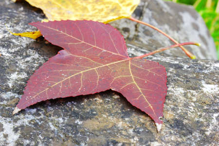 Red and yellow maple leaves on stone backgroundの写真素材