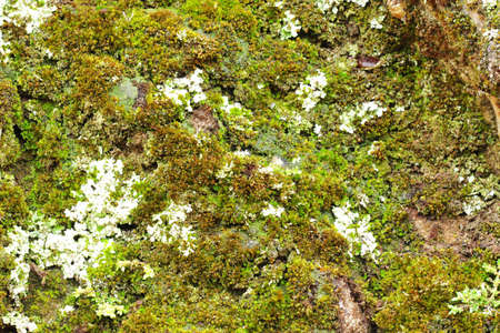 Mossy stone textureの写真素材