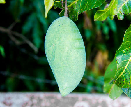 Tropical green fresh mango fruit hanging isolatedの写真素材