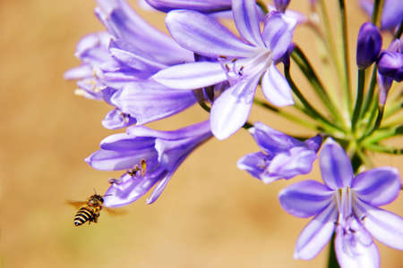 Honeybee harvesting pollen from blooming flowers