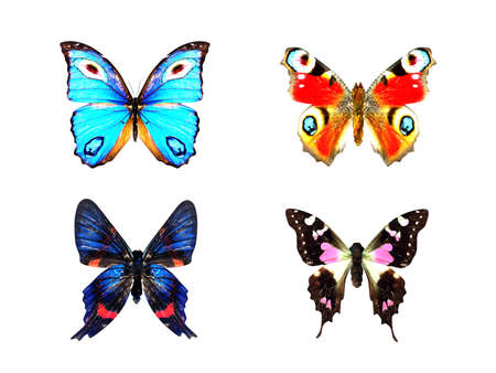 Realistic stuffed butterfly, 3D render