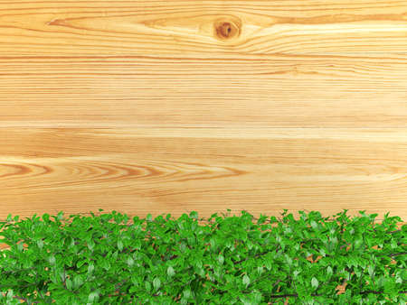 Wooden board background with green bush plant leaves at the bottom. Wooden board covered with ornamental bush plants and copy space, 3D renderingの写真素材