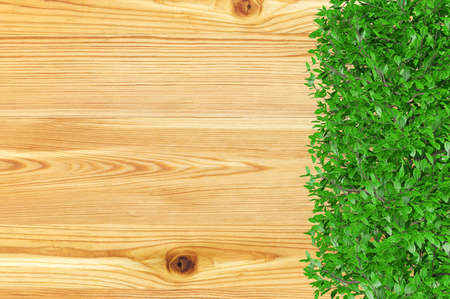 Wooden board background with green bush plant leaves at the bottom. Wooden board covered with ornamental bush plants and copy space, 3D renderingの写真素材