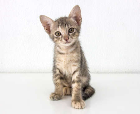 Gray short hair kitten sitting isolated on white cement wall background and white floor