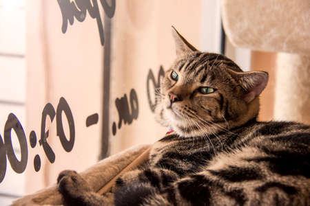 American shorthair cat lying down and looking through the window
