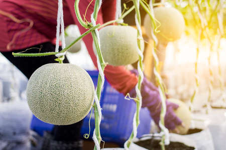 Worker harvesting melon in melon farmの写真素材