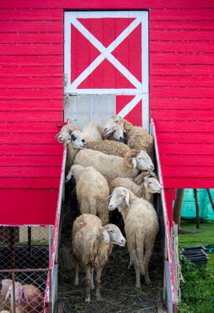 Flock of sheep standing at the entrance of sheep barnの写真素材
