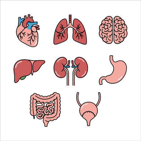 Human Internal Organs Icons Set in Flat Cartoon Style for Medical and Educational Use, Vector Illustrationのイラスト素材