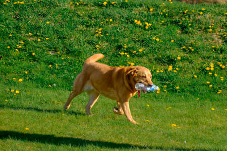 A labrador mixed-breed dog runs around with a plastic bottle in the Argentinian city of Ushuaia.のeditorial素材