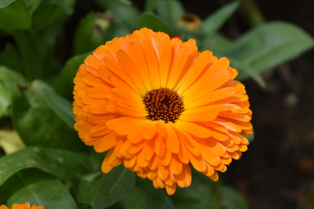 Dahaspethiya Flower, Haggala SriLankaの写真素材