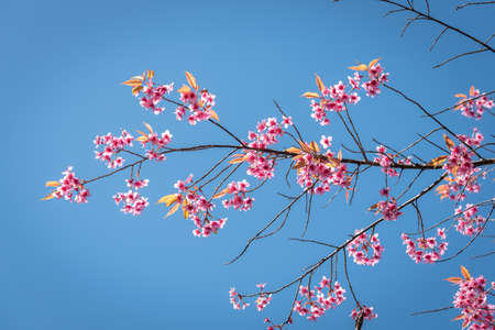 Wild Himalayan Cherry,Chiangmai Thailandの写真素材
