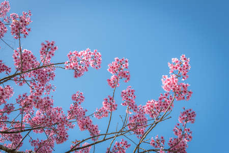 Wild Himalayan Cherry,Chiangmai Thailand