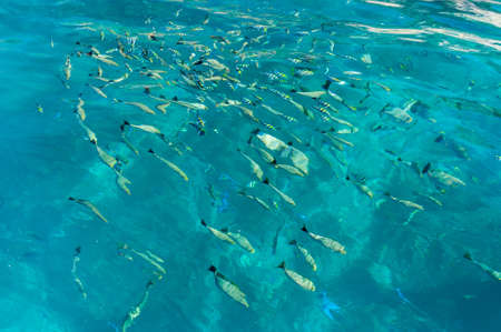 fish in the ocean.の写真素材