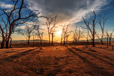 sunset over old dead trees and yellow sandの写真素材