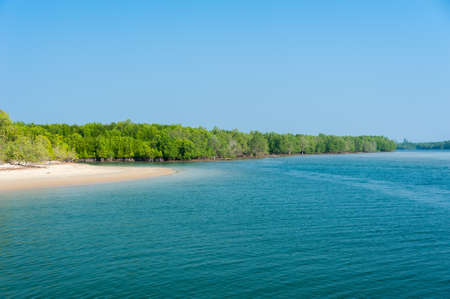 Tropical mangrove forest at coast and blue skyの写真素材