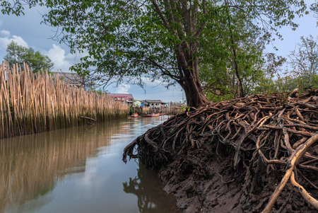 Mangrove forest and Riverの写真素材