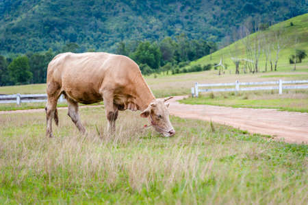 Cow in farm fieldの写真素材