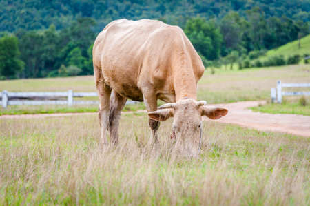 Cow in farm fieldの写真素材