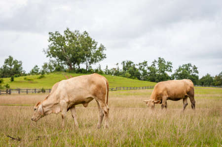 Cows in farm fieldの写真素材