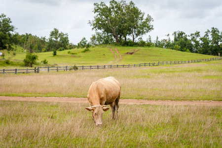 Cows on fieldの写真素材