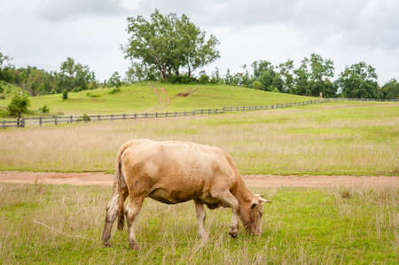 Cow in farm fieldの写真素材