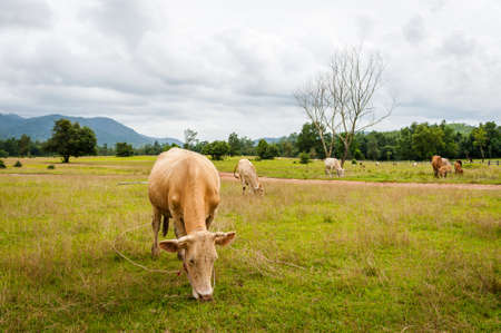 Cows in farm fieldの写真素材
