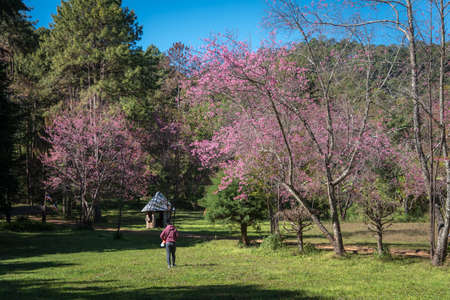 Wild Himalayan Cherry,Chiangmai Thailandの写真素材