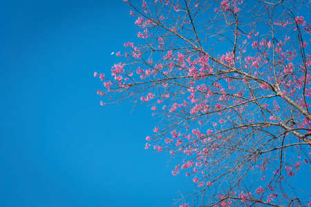 Wild Himalayan Cherry,Chiangmai Thailandの写真素材