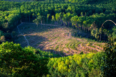 Cultivated area at the hill,Cultivated area of para rubber tree, Thailandの写真素材