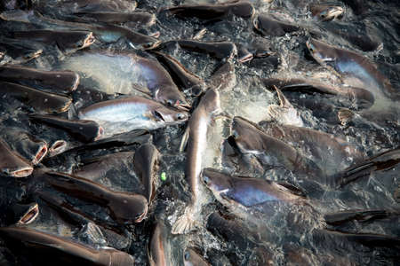 Crowd of catfish in Chao Phraya river river eat the feed from people,Bangkok Thailandの写真素材