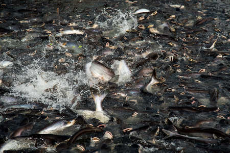 Crowd of catfish in river eat the feed from peopleの写真素材