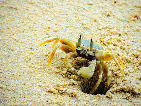 Crab  out of his hole on a white sand beachの写真素材