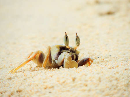 Crab  out of his hole on a white sand beachの写真素材