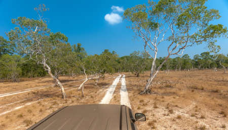 pickup truck on Dirt country road,cajuput tree, paper bark tree, swamp tea tree, Melaleuca cajuputi Powell, Myrtaceaeの写真素材