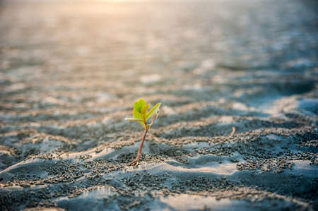 Planting young sprout mangrove on the beachの写真素材