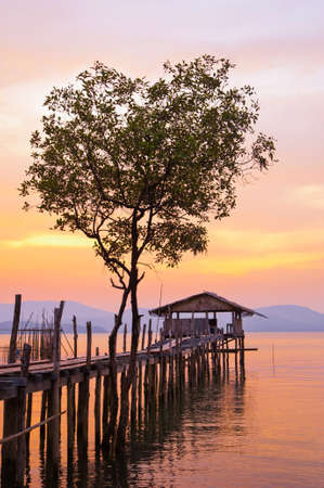 mangrove tree,heart shapeの写真素材