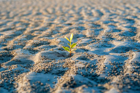 Planting young sprout mangrove on the beachの写真素材