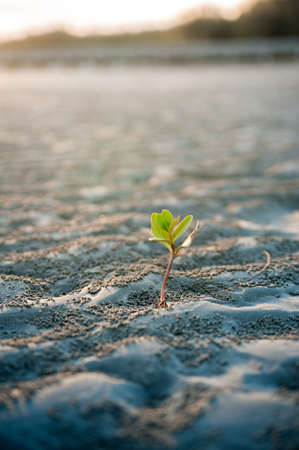 Planting young sprout mangrove on the beachの写真素材
