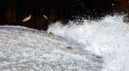 Mahseer barb fish jumping returning to spawn in Fish ladder, Water flowの写真素材