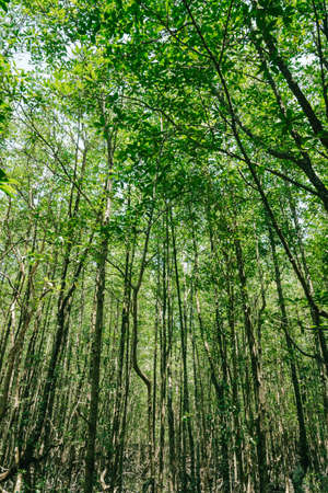 Nature Trail at Ranong biosphere reserve, Mangrove forest, Thailandの写真素材