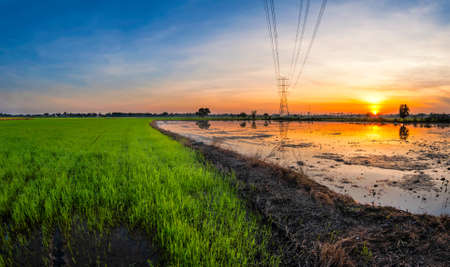 Rice cornfield, paddy field and beautiful twilight.の写真素材