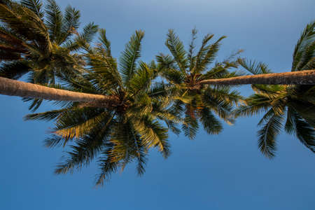 Beautiful  Sweet coconut palm trees farm against blue sky in Tropical island Thailand. fresh coconut...